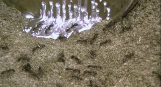 Empire Of The Ants Fotoğrafı