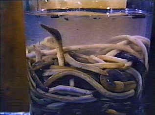 The Worm Eaters Fotoğrafı