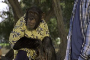 Çılgın Maymun Fotoğrafı