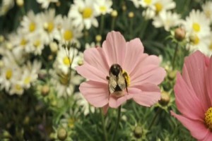 Marie Antoinette Fotoğrafı