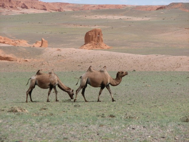 Cengiz Han Fotoğrafı