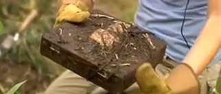 Carnivorous fotoğrafı