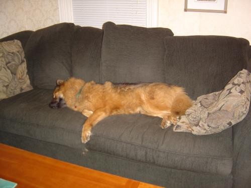 Dogs And More Dogs fotoğrafı