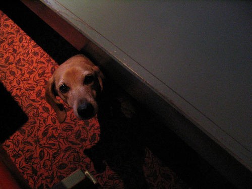 Dogs And More Dogs fotoğrafı