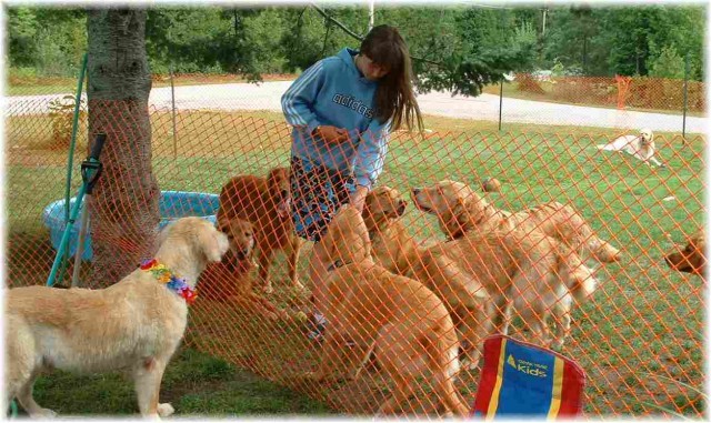 Dogs And More Dogs fotoğrafı