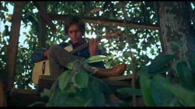 Yaz Ağacı Fotoğrafı