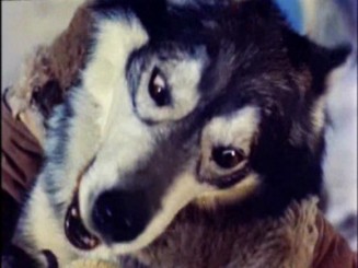 Sergeant Preston Of The Yukon fotoğrafı