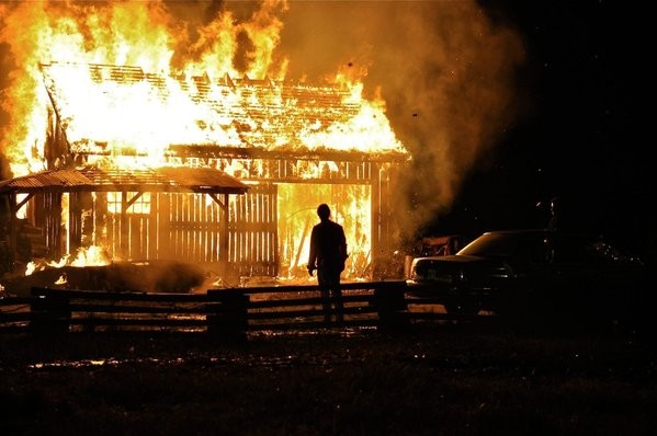 Köpekler Fotoğrafı