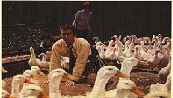 The Million Dollar Duck Fotoğrafı