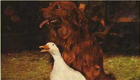 The Million Dollar Duck fotoğrafı