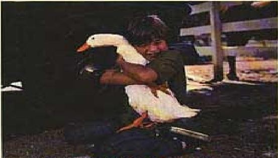 The Million Dollar Duck fotoğrafı