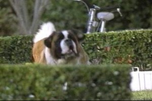 Afacan Köpek Beethoven 3 fotoğrafı