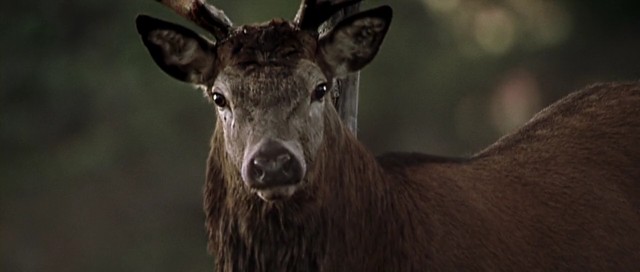 Şeytanın Oteli 3 fotoğrafı