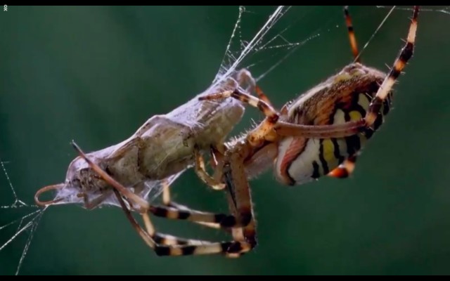 Çayırın Sakinleri Fotoğrafı