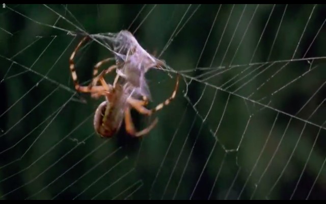 Çayırın Sakinleri Fotoğrafı
