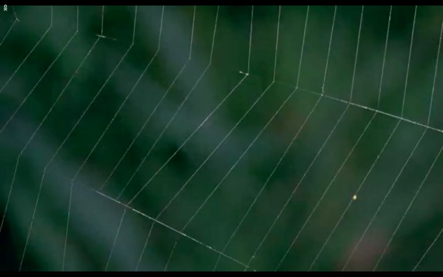 Çayırın Sakinleri Fotoğrafı