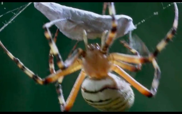 Çayırın Sakinleri Fotoğrafı