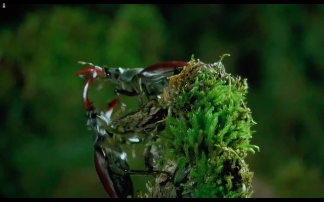 Çayırın Sakinleri Fotoğrafı