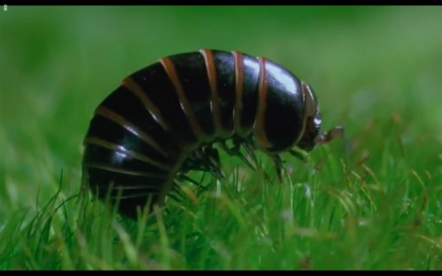 Çayırın Sakinleri fotoğrafı
