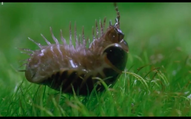 Çayırın Sakinleri fotoğrafı