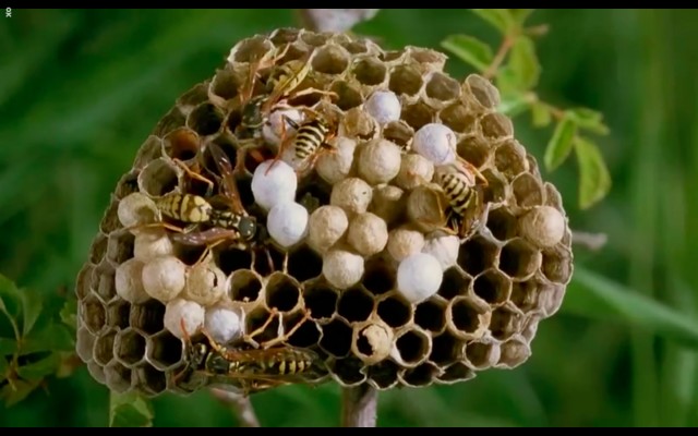 Çayırın Sakinleri fotoğrafı