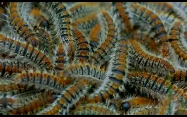 Çayırın Sakinleri fotoğrafı