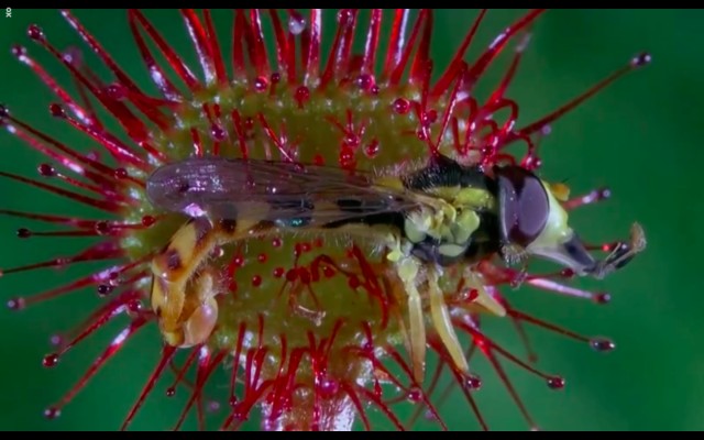 Çayırın Sakinleri Fotoğrafı