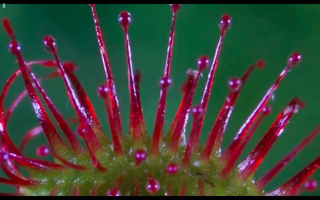 Çayırın Sakinleri Fotoğrafı