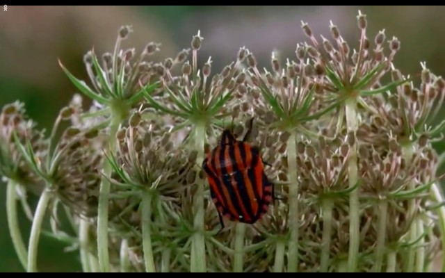 Çayırın Sakinleri Fotoğrafı