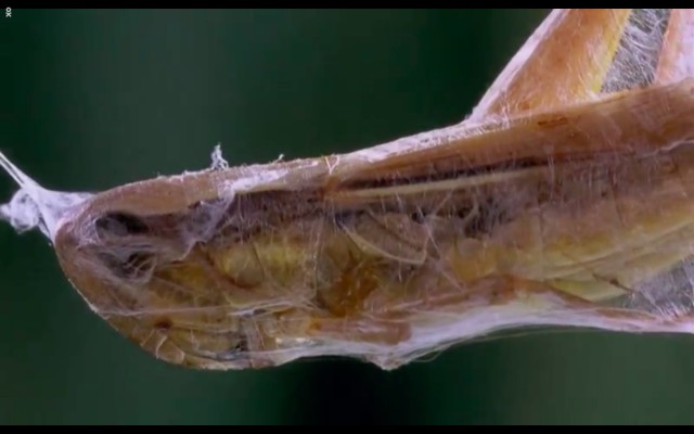 Çayırın Sakinleri Fotoğrafı