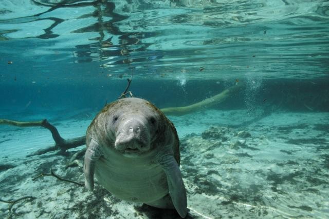 Okyanus Dünyası 3D fotoğrafı