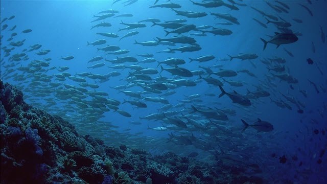 The Living Sea fotoğrafı