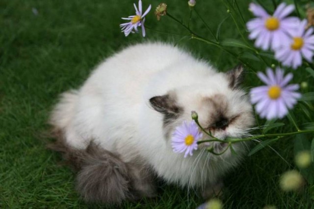 Summer Whispers Fotoğrafı