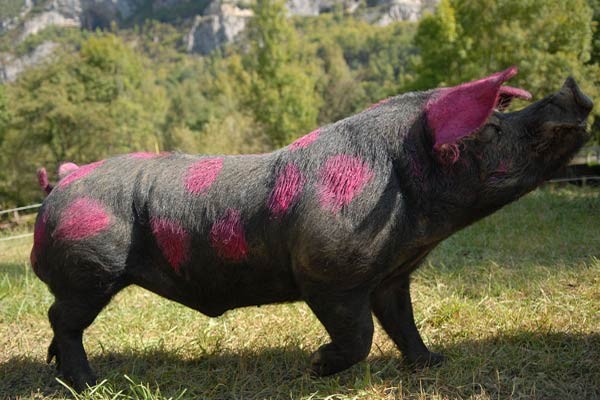 No Pasaran Fotoğrafı