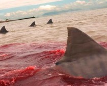 Bahar Tatilinde Dehşet Fotoğrafı