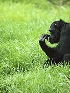 Among The Wild Chimpanzees (tv) (1984) afişi