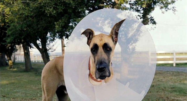 Marmaduke Fotoğrafı