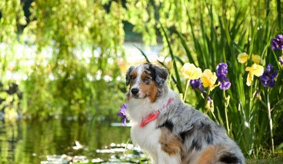 Marmaduke Fotoğrafı