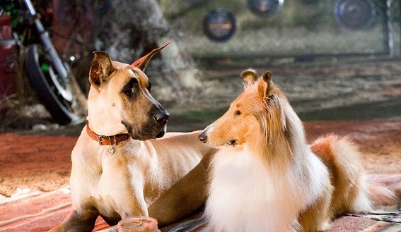 Marmaduke fotoğrafı