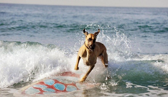 Marmaduke fotoğrafı