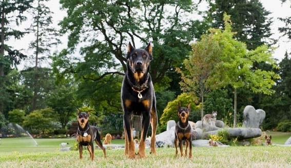 Marmaduke Fotoğrafı