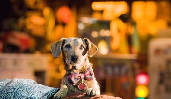 Marmaduke Fotoğrafı