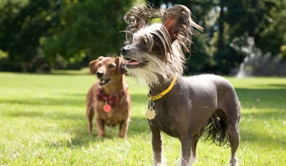 Marmaduke Fotoğrafı