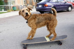 Firehouse Dog Fotoğrafı