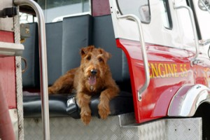 Firehouse Dog Fotoğrafı