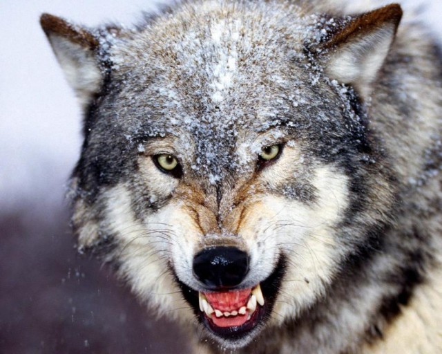 Timberwolf fotoğrafı