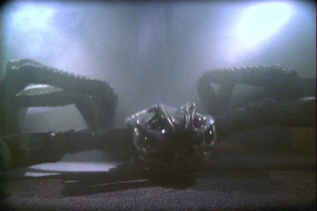 Tail Sting fotoğrafı