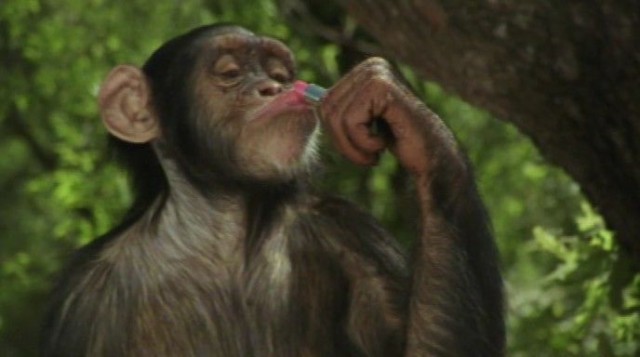 Macera Avcıları Afrika'da Fotoğrafı