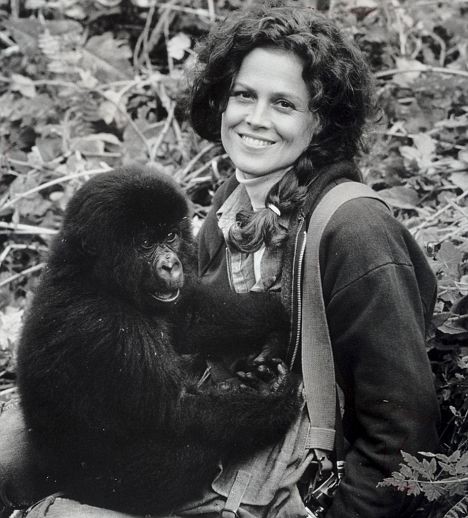 Sisteki Goriller fotoğrafı