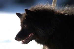 Ölüm Fısıltısı Fotoğrafı